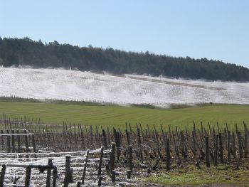 Alerte gel vigne - A.R.C. 89