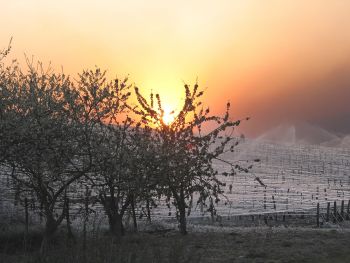 Alerte gel vigne - A.R.C. 89