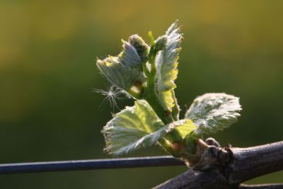 Alerte gel vigne - A.R.C. 89